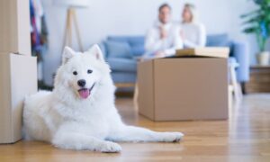 4 Things To Consider When Moving With Pets